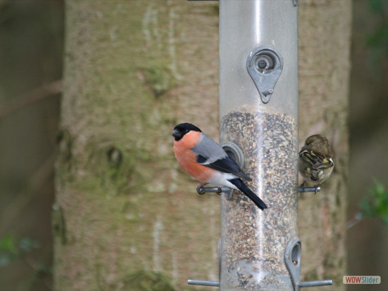 Bullfinch