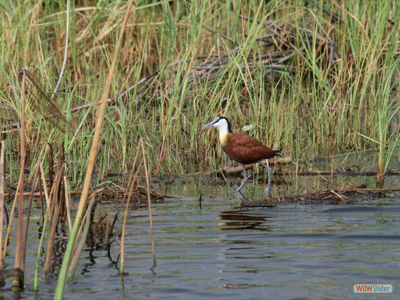 African Jacana