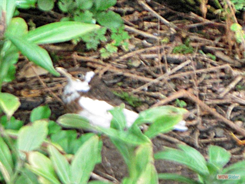 Albino blackbird Croped