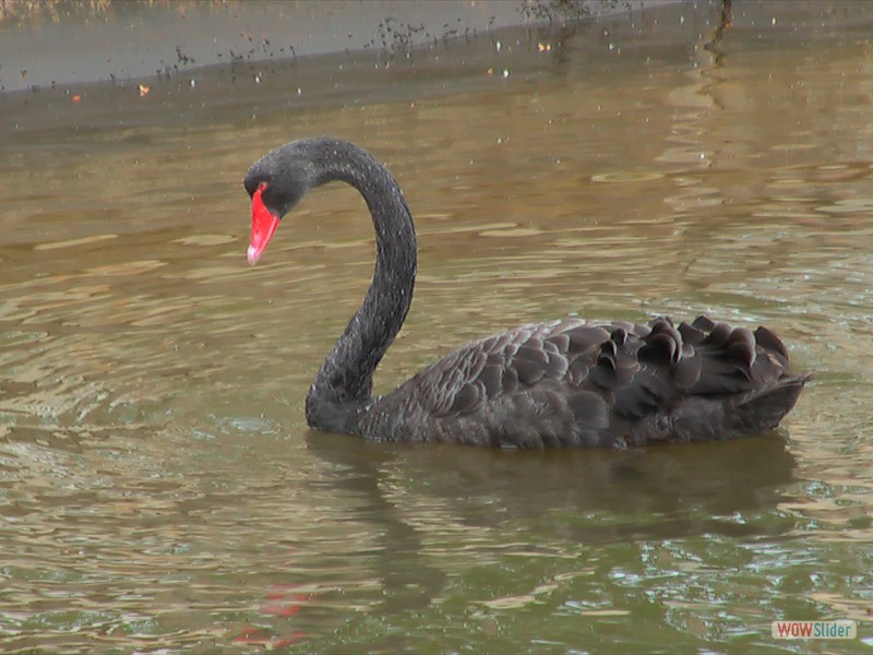 Australian Black Swan