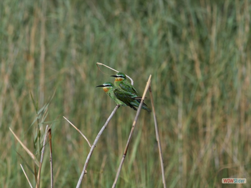 Blue Cheeked Bee Eaters