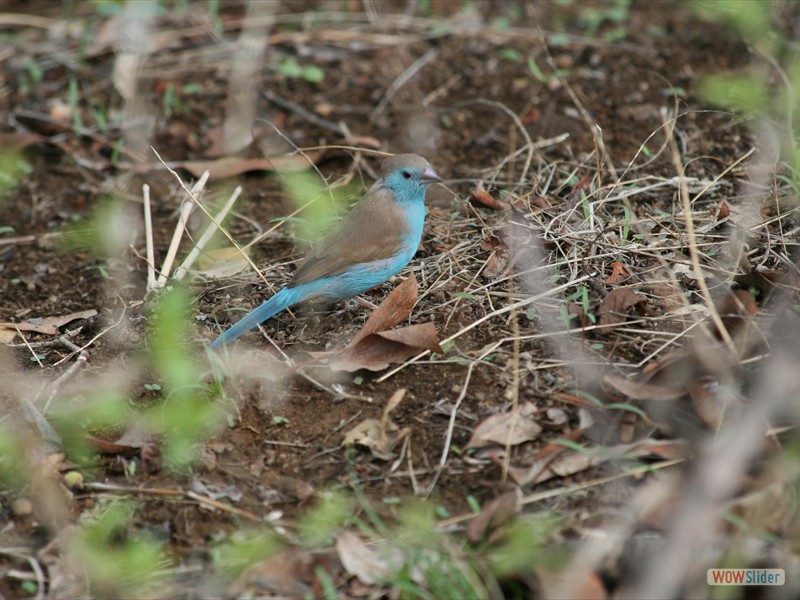 Blue-Breasted Cordonblue 