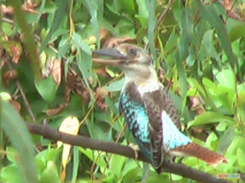 Blue-winged Kookaburra