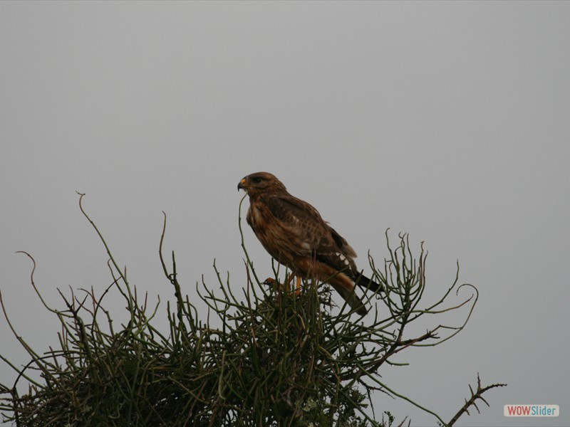 Brown Snake Eagle