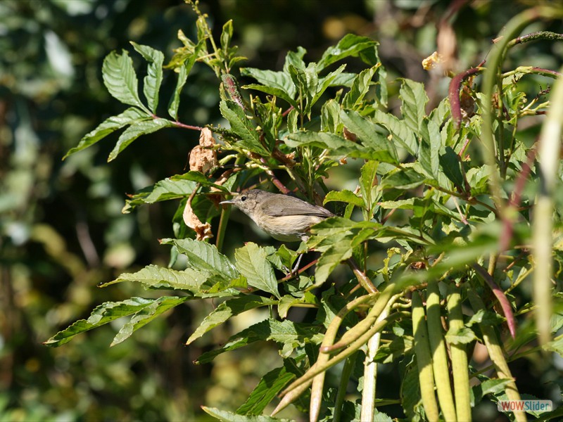 Chiff-Chaff