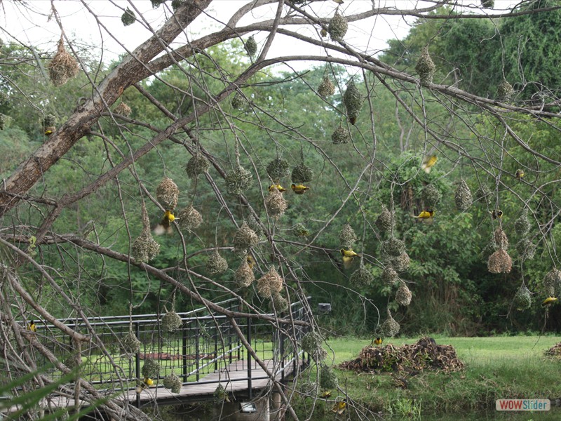 Colony of Weaver Birds