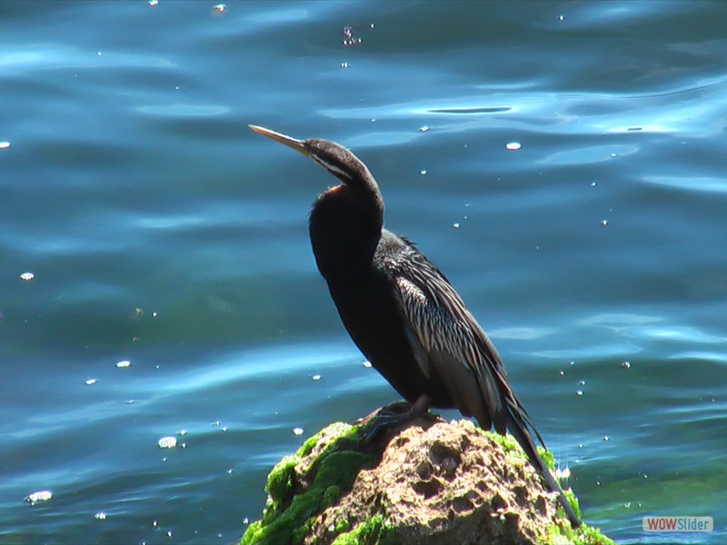 Cormorant_Fremantle Port