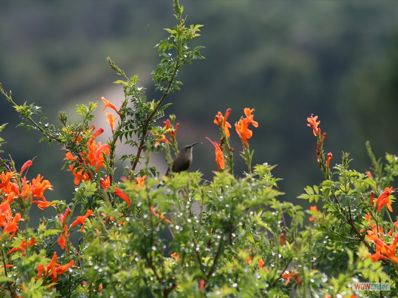 Female Lesser Doublecollared Sunbird