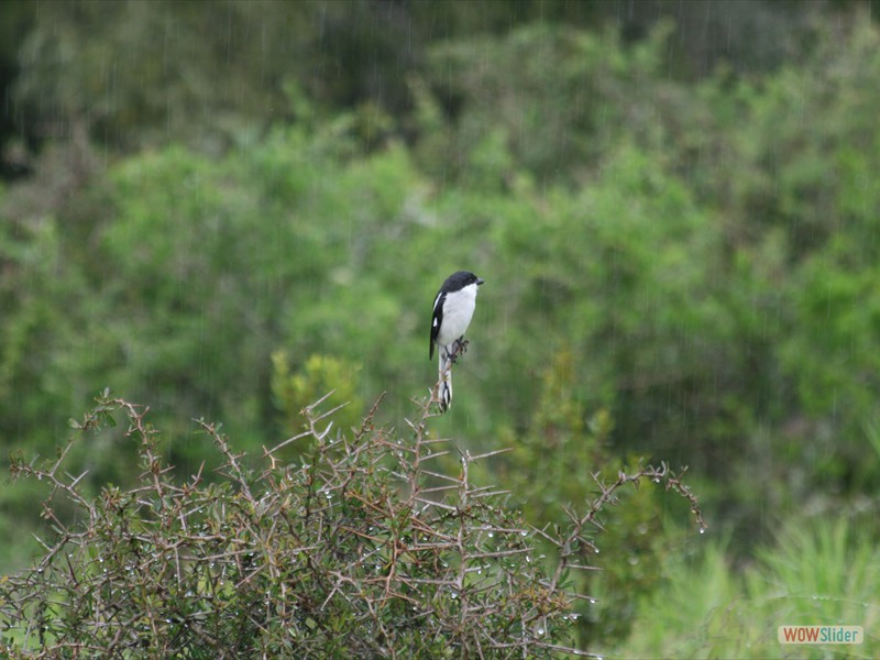 Fiscal Shrike