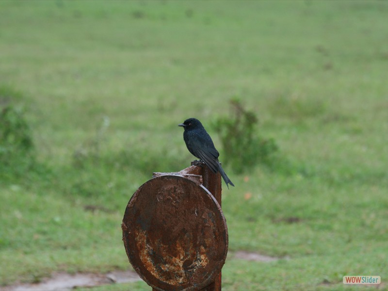 Fork Tailed Drongo