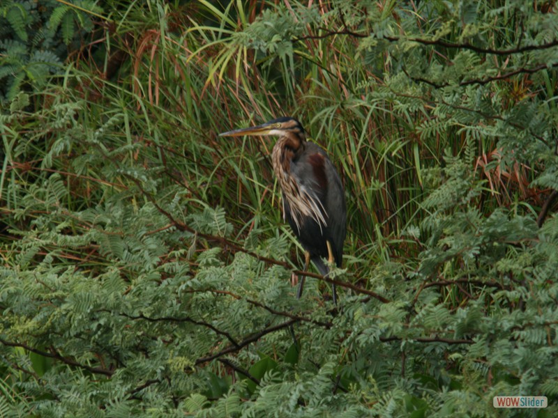 Goliath Heron