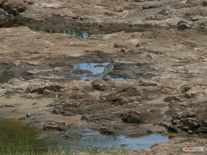 Greenback Heron