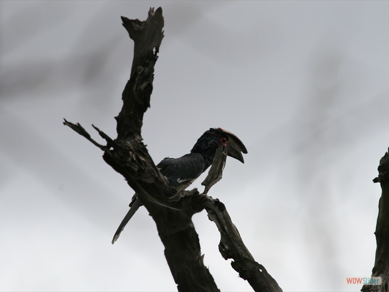 Grey Hornbill