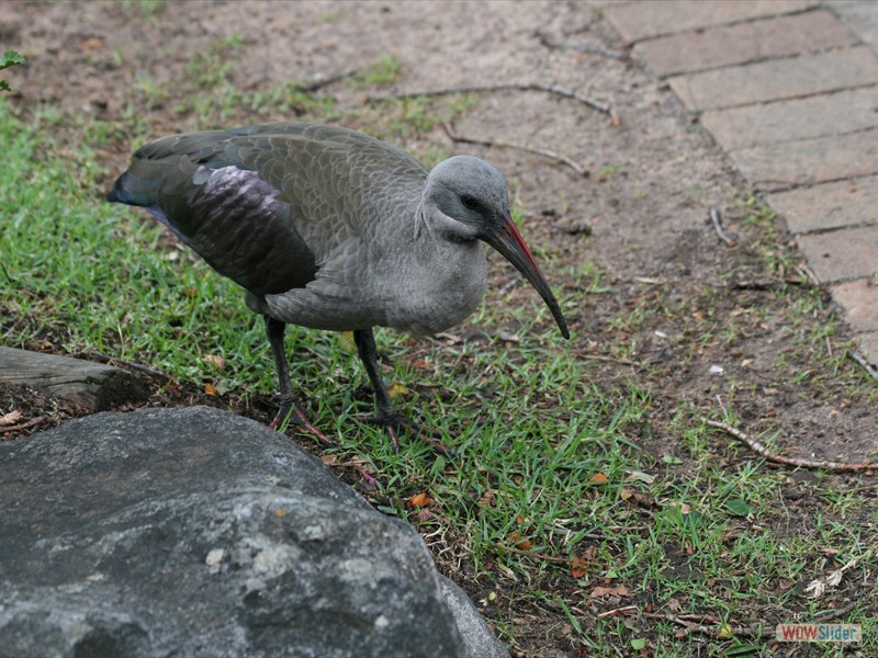 Hadeda Ibis 1