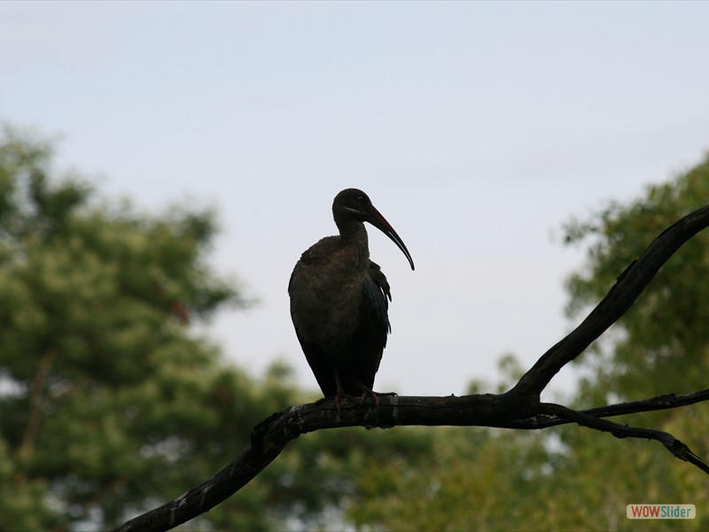 Hadeda Ibis