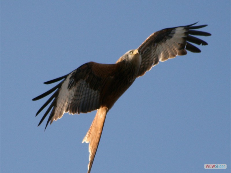 Red Kite