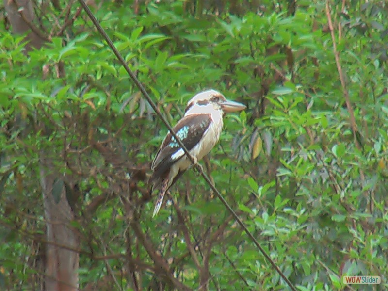 Kookaburra