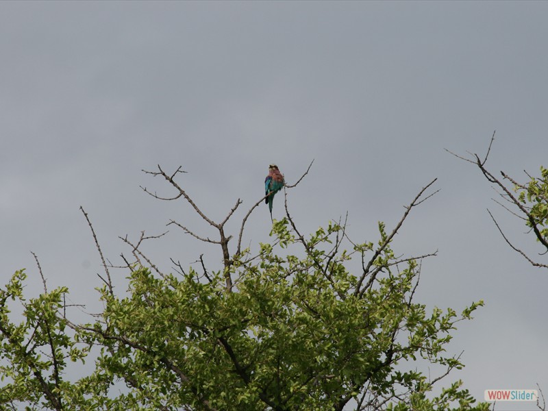 LilacBreasted Roller