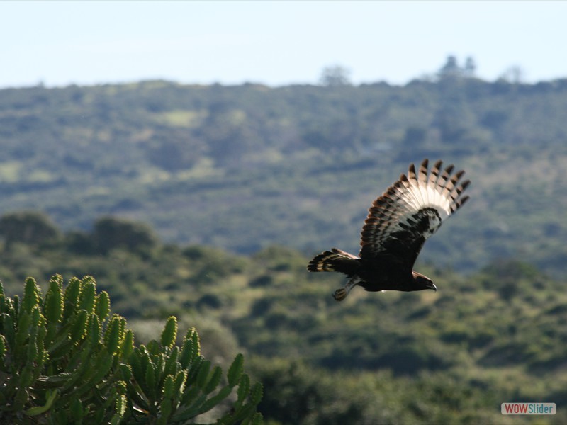 Long Crested Eagle