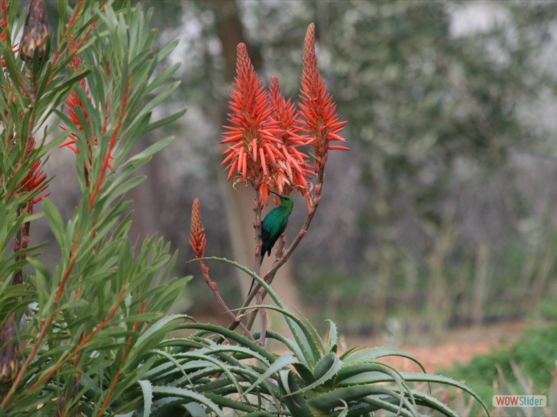 Malachite Sunbird