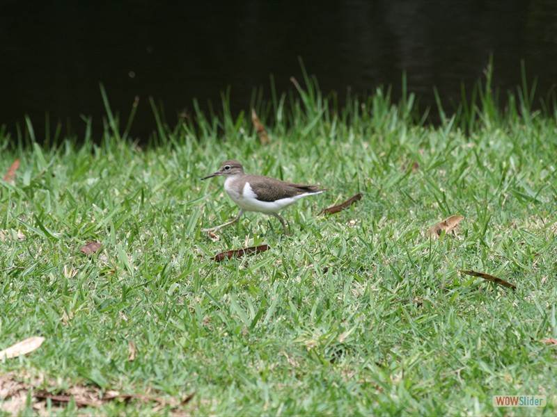 Marsh Sandpiper