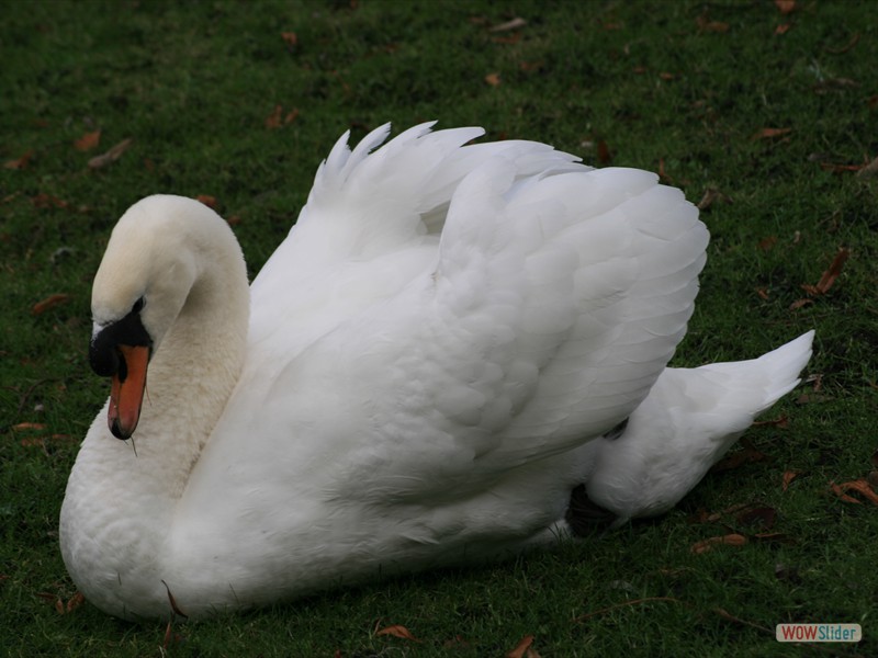 Mute Swan