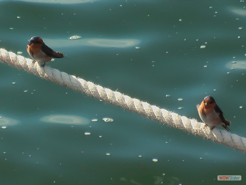 Pair Swifts in Batemans Bay