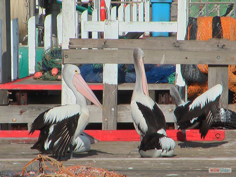 Pelicans - Lakes Entrance