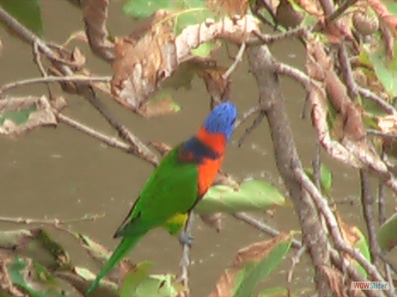 Rainbow Lorikeet