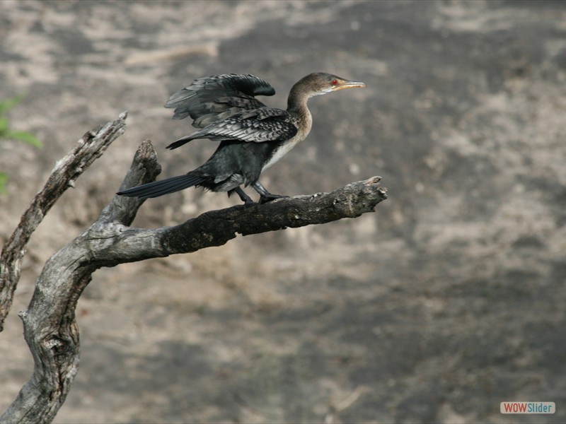 Reed Cormorant