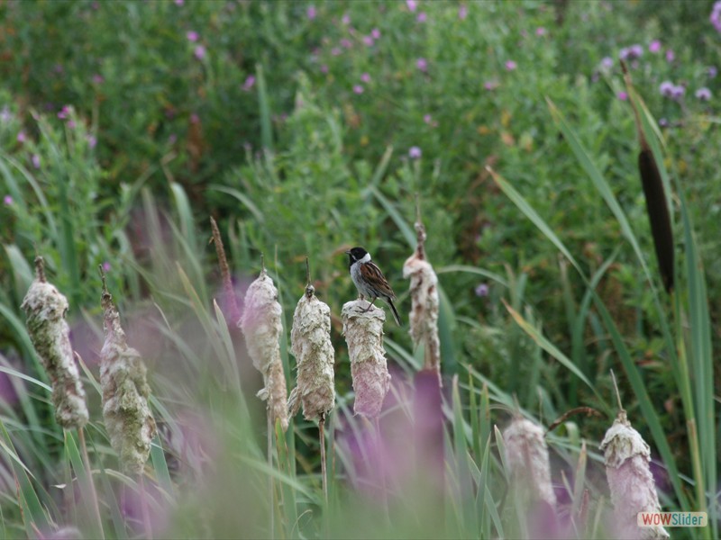 Reed Warbler 