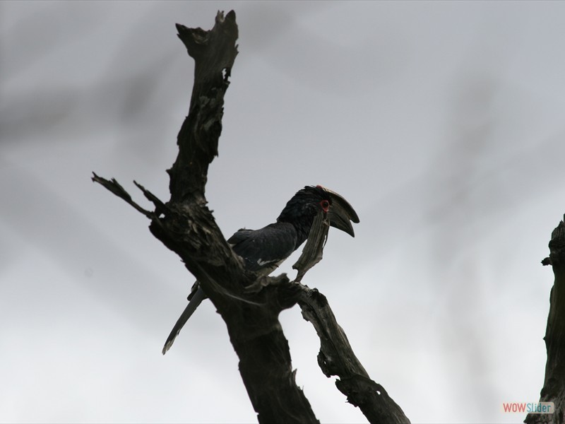 Trumpeter Hornbill