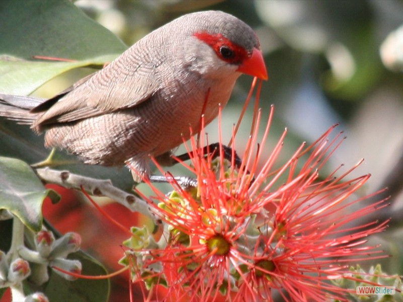 Waxbill