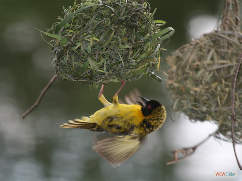 Weaver Bird