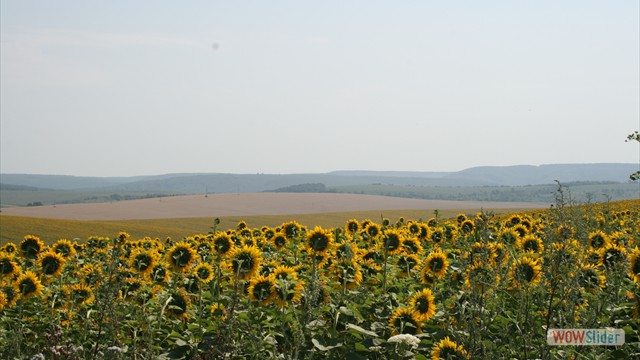 Peaceful Ukraine