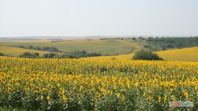 Ukraine SunFlowers