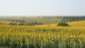 Ukraine SunFlowers