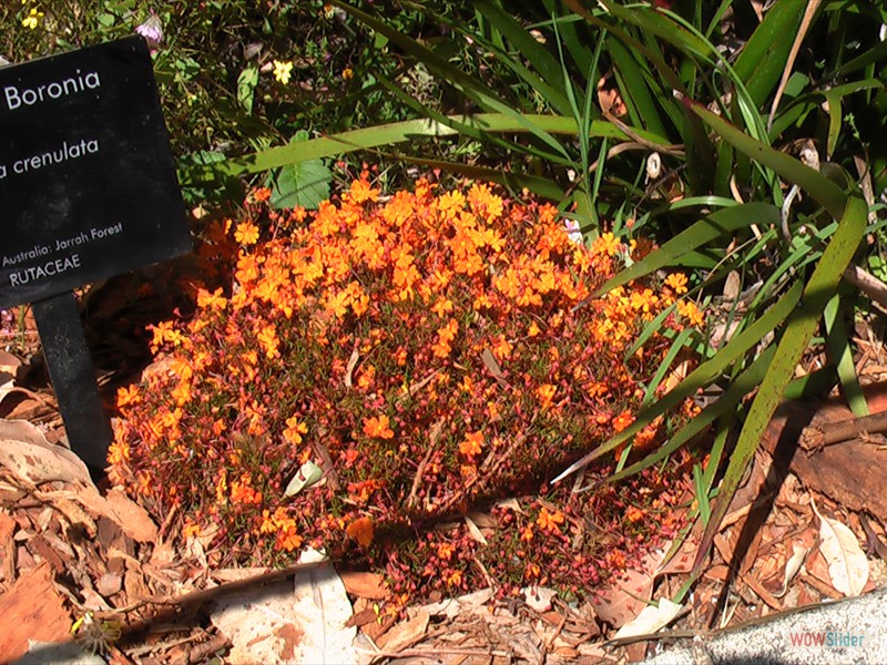 Aniseed Boronia