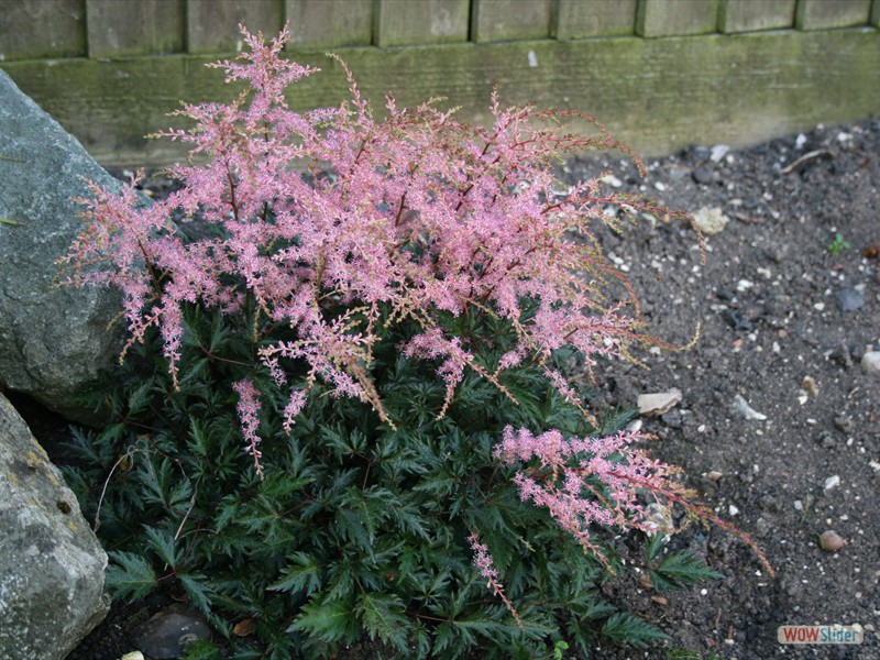 Astilbe