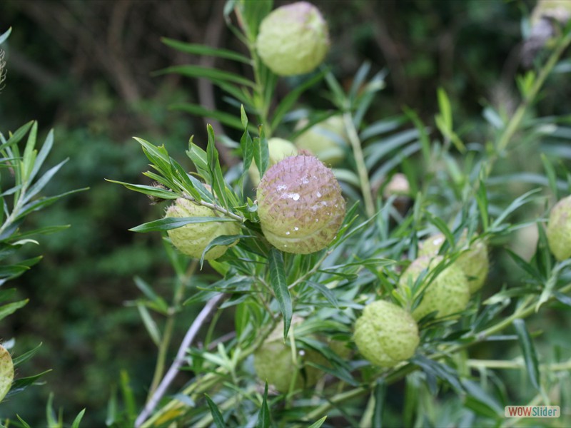 Ballon Milkweed