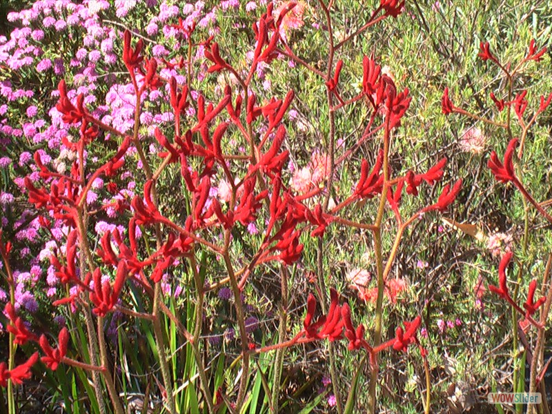 'Big Red' Kangaroo Paw