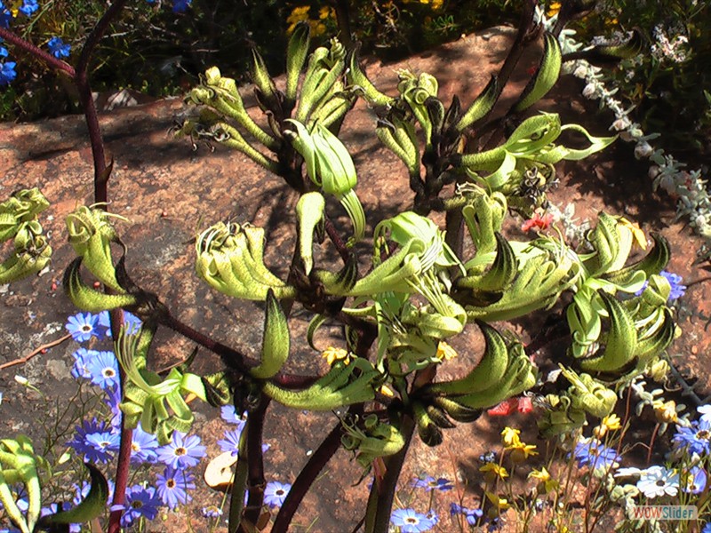 Black Kangaroo Paw