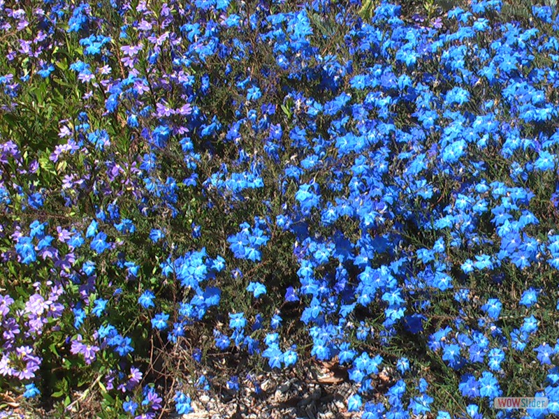 Blue Leschenaultia