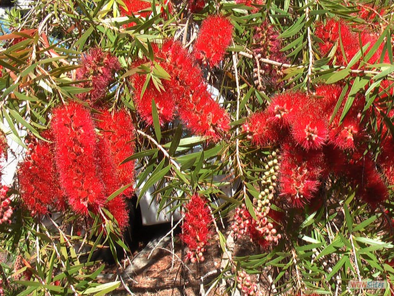 Bottle Brush