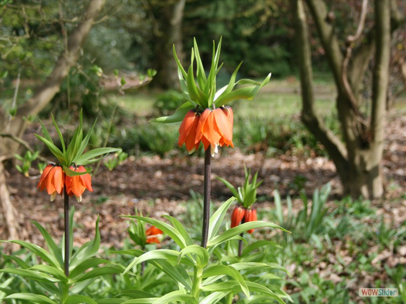 Fritillaria Persica