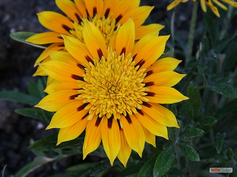 Gazania