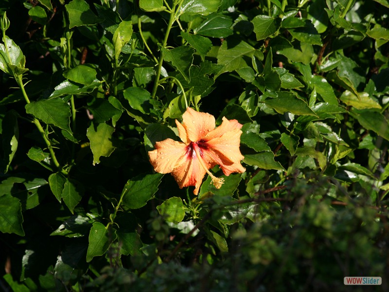 Hibiscus (South Africa)