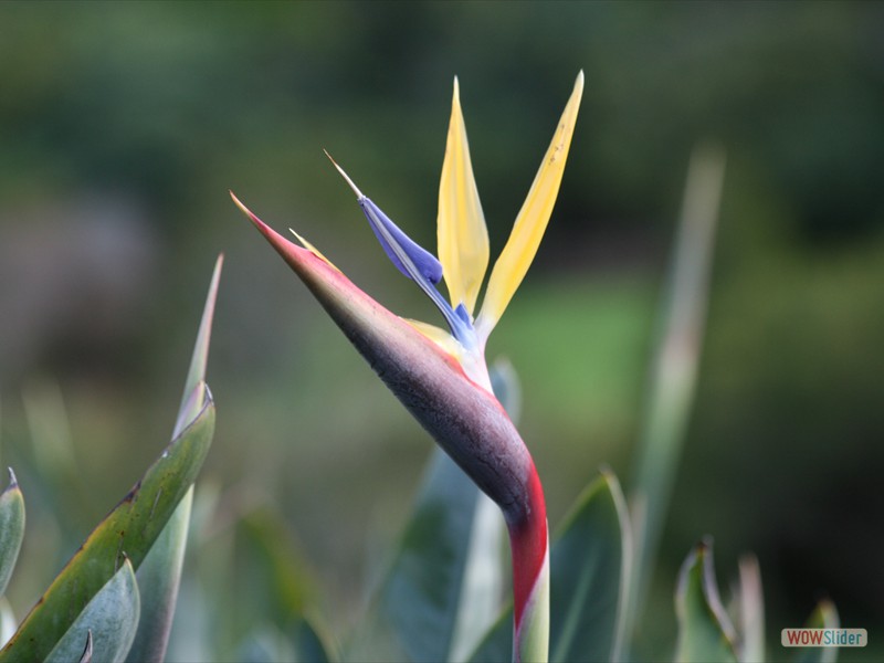 Mandela's Gold Bird of Paradise