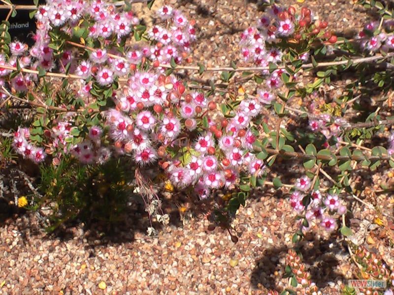 Pink Wolly Featherflower