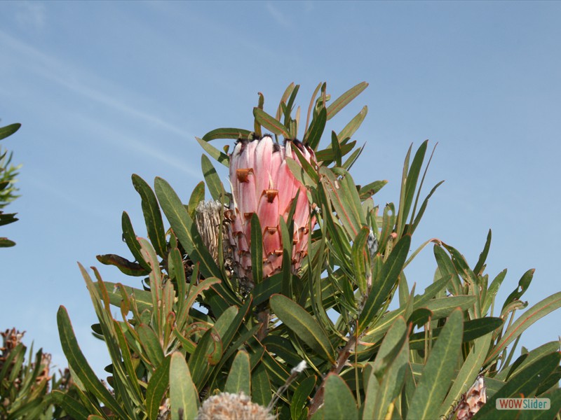 Protea